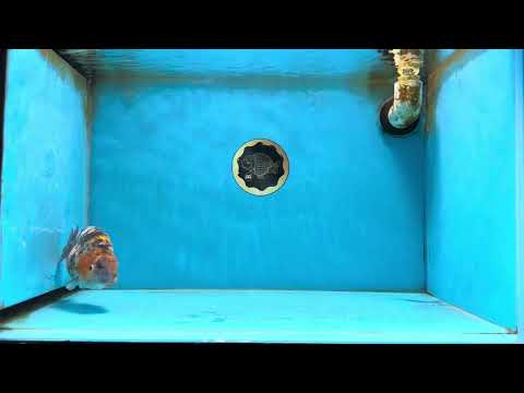 A Grade Tricolor Tiger LionKing 4.5-5 inches #062725LC_02