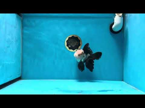 A Grade Panda Oranda Male 5 inches #020725OR_21