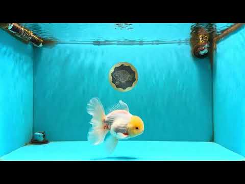 A Grade White Oranda Male 6 inches #100926OR_16