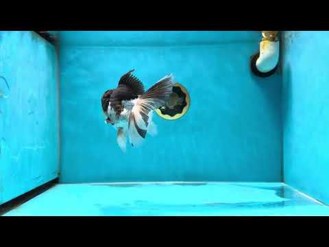 CHONKY A Grade Tricolor Oranda Male 5-5.5 inches #032825OR_05