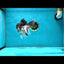 CHONKY A Grade Tricolor Oranda Male 5-5.5 inches #032825OR_05