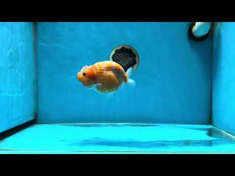 A Grade Sakura LionQueen 4-4.5 inches #050925LC_06