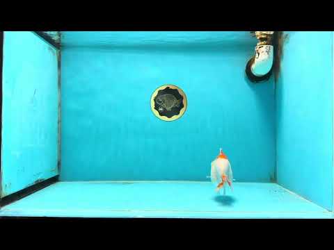 AAA Grade Red White Shark LionQueen 4 inches #101725LC_01