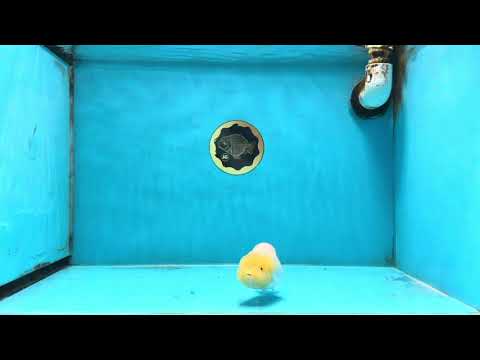 LEMON POP AAA Grade Lemonhead LionQueen 3.5-4 inches #101725LC_03