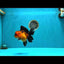 CHARLIE AAA Grade Apache Oranda Female 6 inches #071026OR_23