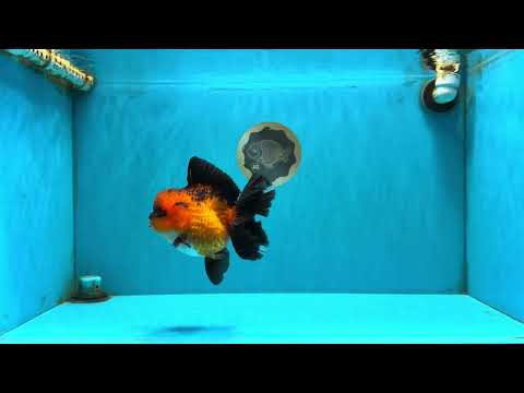 CHARLIE AAA Grade Apache Oranda Female 6 inches #071026OR_23