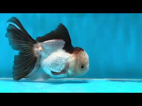 A Grade Tricolor Oranda Male 4.5-5 inches #022825OR_04