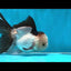 A Grade Tricolor Oranda Male 4.5-5 inches #022825OR_04