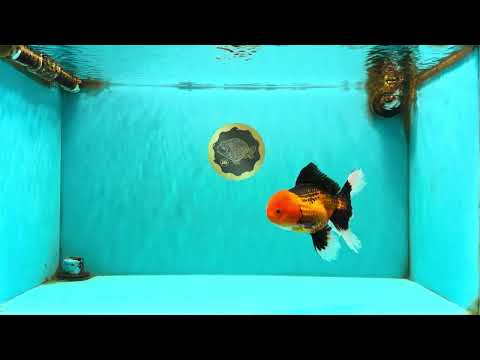 UNIQUE AAA Grade Apache Oranda Male 6 inches #101626OR_07