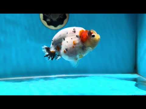 A Grade Cow Tricolor LionQueen 4 inches #050925LC_08