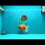 CHONKY A Grade Sakura Oranda Male 6 inches #070626OR_13