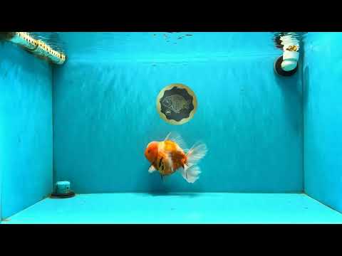 CHONKY A Grade Sakura Oranda Male 6 inches #070626OR_13