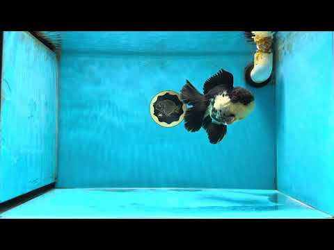 A Grade Tricolor Oranda Male 5 inches #041125OR_02