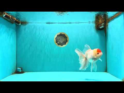 A Grade Special Heart Head Red White Oranda Male 6 inches #101626OR_01
