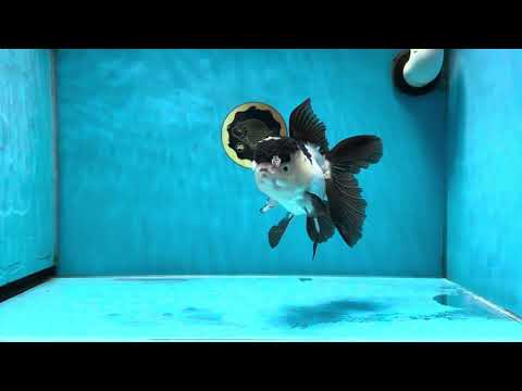 A Grade Panda Oranda Female 5.5-6 inches #032125OR_02