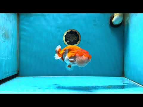 AAA Grade Red White LionQueen 4.5 inches #051625LC_37