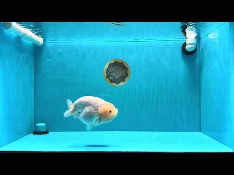 A Grade White Sakura Chinese Ranchu Female 5.5-6 inches #022026RC_21