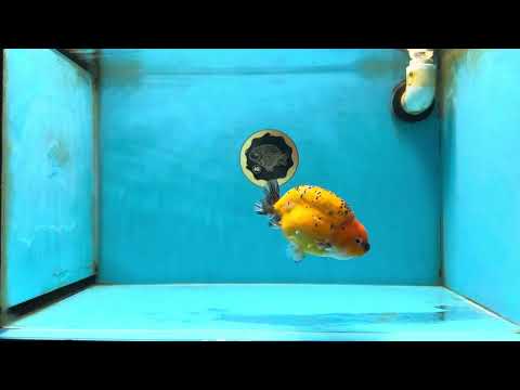 A Grade Tiger LionQueen 4-4.5 inches #051625LC_05