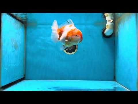 A Grade Sakura Oranda Female 5.5-6 inches #051625OR_14