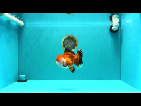 A Grade Tricolor Oranda Female 5-5.5 inches #030626OR_29