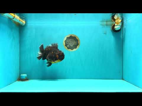 AAA Grade Dark Tiger Yuanbao Male 6-6.5 inches #041026YB_29