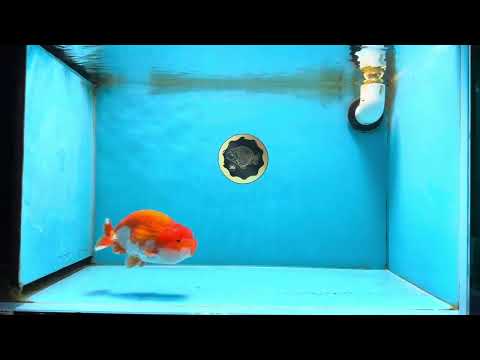 Red White Lionchu Male 4.5-5 inches #070425LC_11