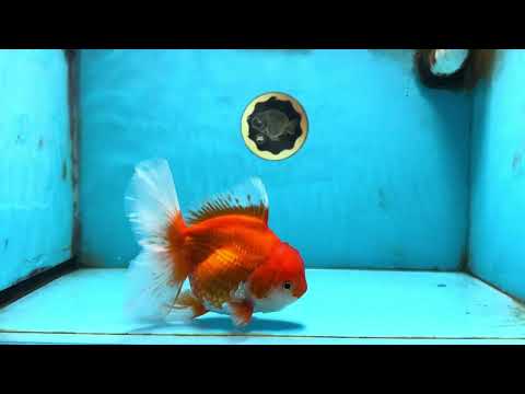 A Grade CHONKY Red White Oranda Female 6 inches #091925OR_09