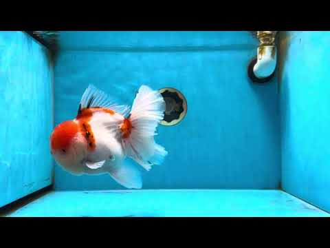 AAA Grade Godzilla Sakura Oranda Male 6-6.5 inches #080125OR_03