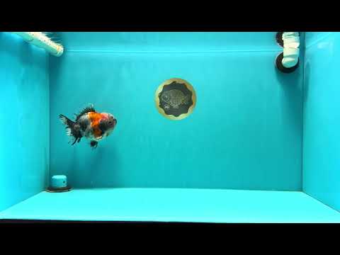 Calico Yuanbao Male 5 inches #032026YB_16