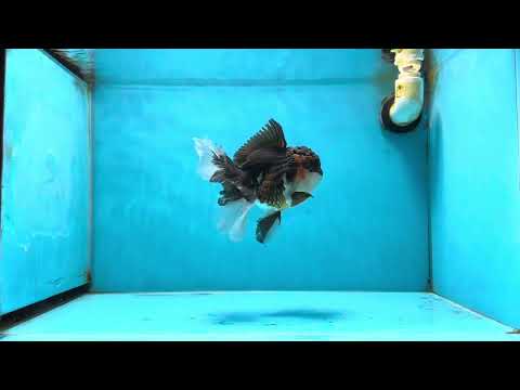 Tricolor Oranda Male 5.5 inches #053025OR_31