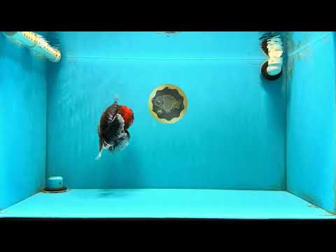 CHUNKY SUPER AAA Grade Godzilla Calico Oranda Male 6.5-7 inches #032726OR_07