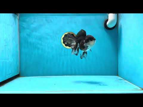 Panda Oranda Female 4.5 inches #022125OR_04