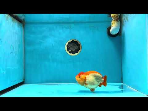 A Grade Red White LionQueen 4-4.5 inches #041125LC_12