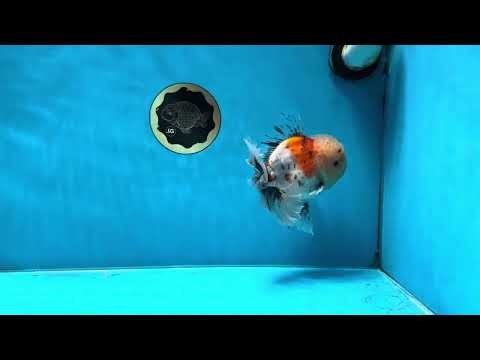 AAA Grade Godzilla Pepper Calico Oranda Male 5-5.5 inches #053025OR_27