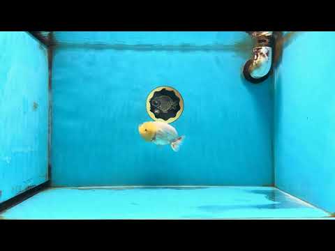 White Lionchu Female 4 inches #120525LC_13