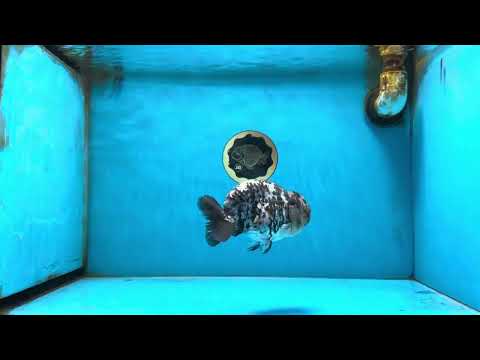 A Grade White Tiger LionKing 4.5 inches #082925LC_04