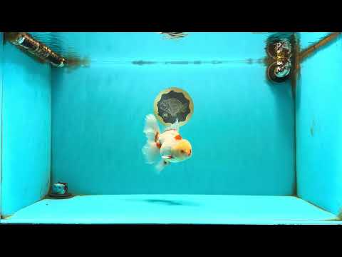 A Grade Red White Oranda Male 6 inches #102326OR_09