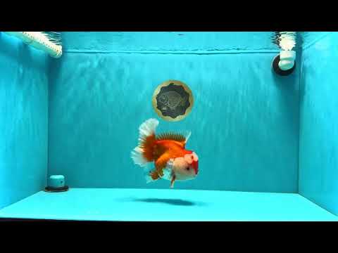 AAA Grade Red White Oranda Female 6-6.5 inches #032026OR_07