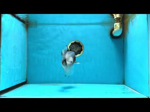 Angry Bird Tricolor Oranda Male 5.5 inches #081525OR_30