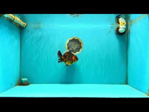 Tiger Yuanbao Female 4.5-5 inches #071026YB_21