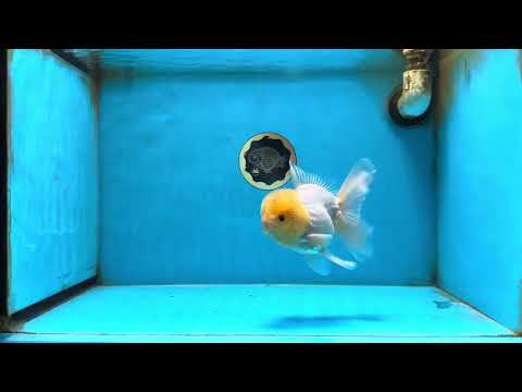 A Grade Lemonhead Oranda Male 5-5.5  inches #082225OR_17