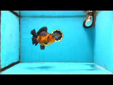 Apache Yuanbao Male 5 inches #110725YB_07