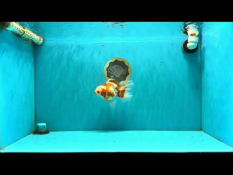 A Grade Red White Oranda Female 5.5  inches #070626OR_22