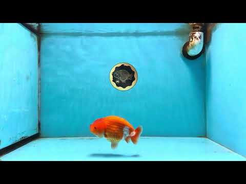 A Grade Red White LionQueen 4 inches #112825LC_06