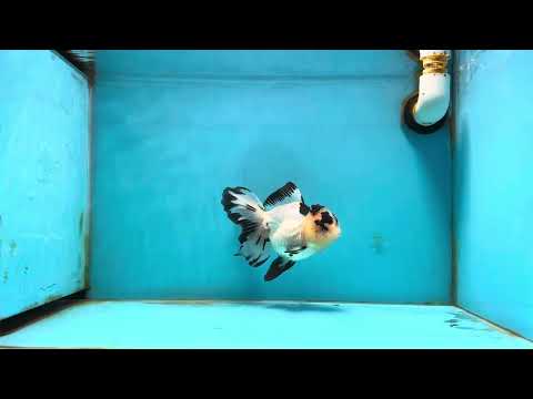 AAA Grade Panda Butterfly Oranda Female 5.5 inches #121324OR_14