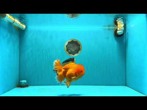 A Grade Orange Juice Oranda Male 5.5-6 inches #040326OR_17