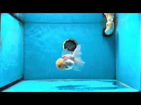 A Grade White Oranda Male 5 inches #060625OR_28