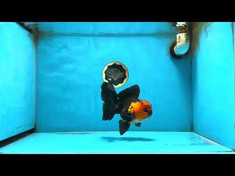 A Grade Apache Oranda Male 5.5-6 inches #081525OR_21