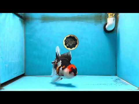 A Grade Tricolor Oranda Female 6.5 inches #070425OR_18