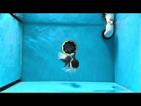 Panda Oranda Male 5 inches #020725OR_32